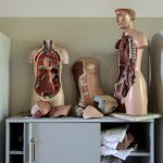 Shelving Solutions - body anatomy mannequins on table