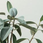 Plants - green rubber fig plant
